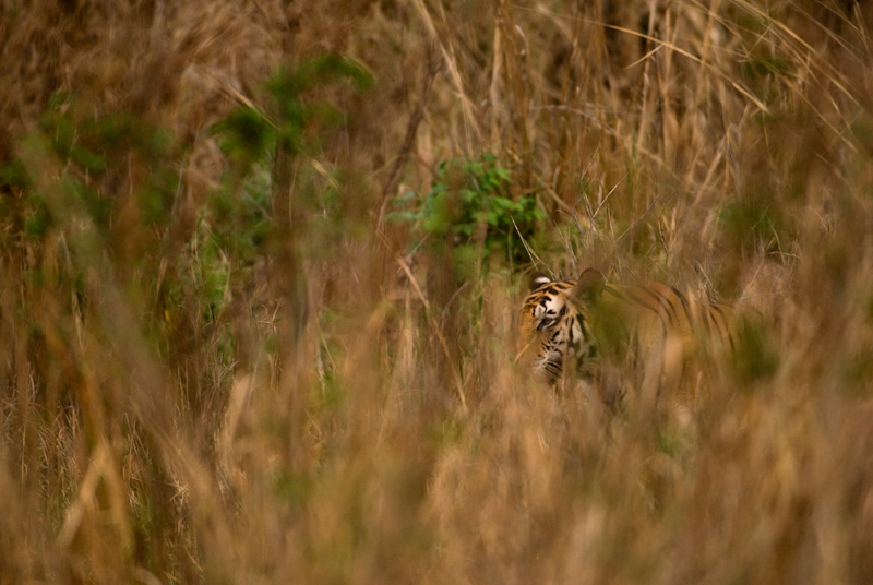 Tiger in Grassland
