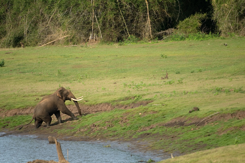 Old tusker
