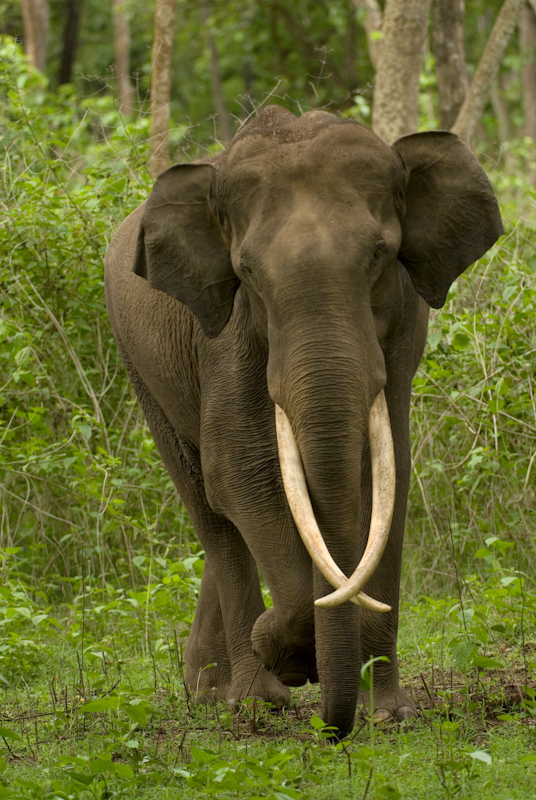 Cross-tusked Elephant
