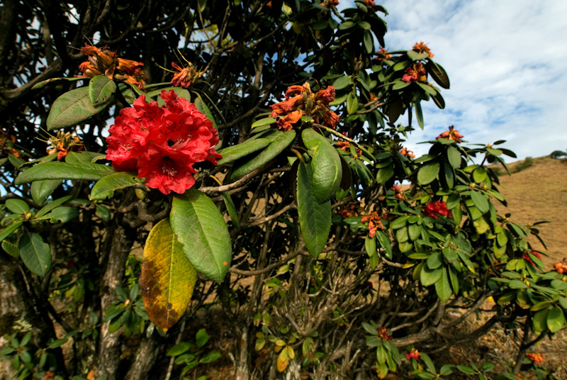 Rhododendron Flower
