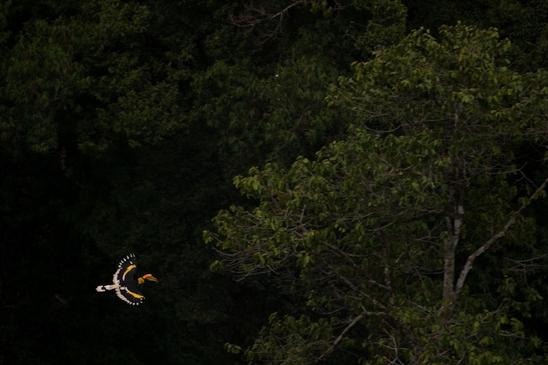 Great Hornbill - Scape
