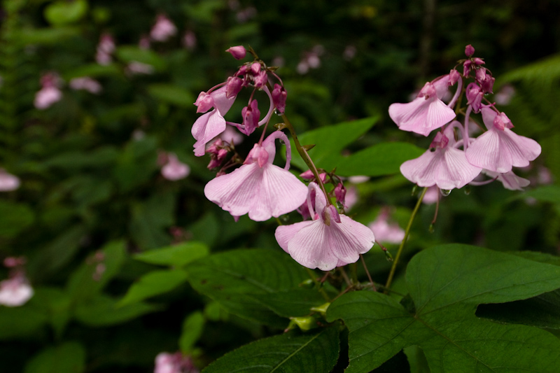 Impatiens Kalyan Varma Photography