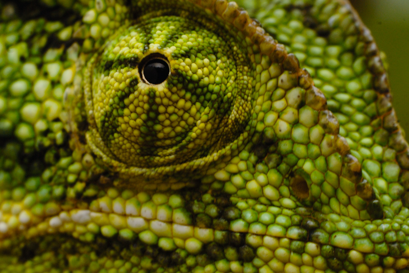Chameleon Eyes
