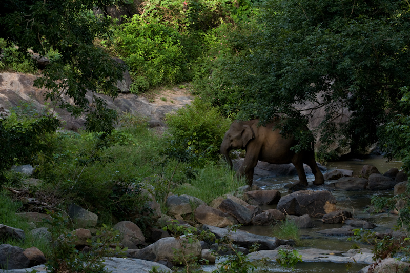 Elephant crossing river
