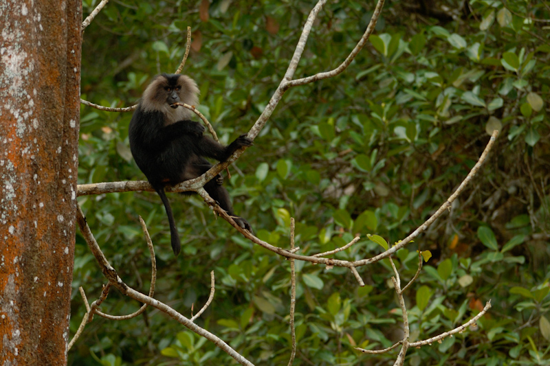 Lion-tailed Macaque

