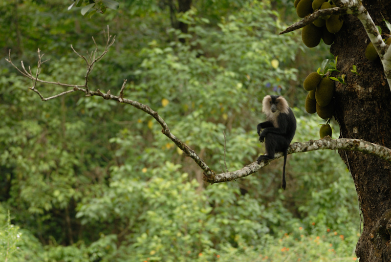 Lion-tailed Macaque
