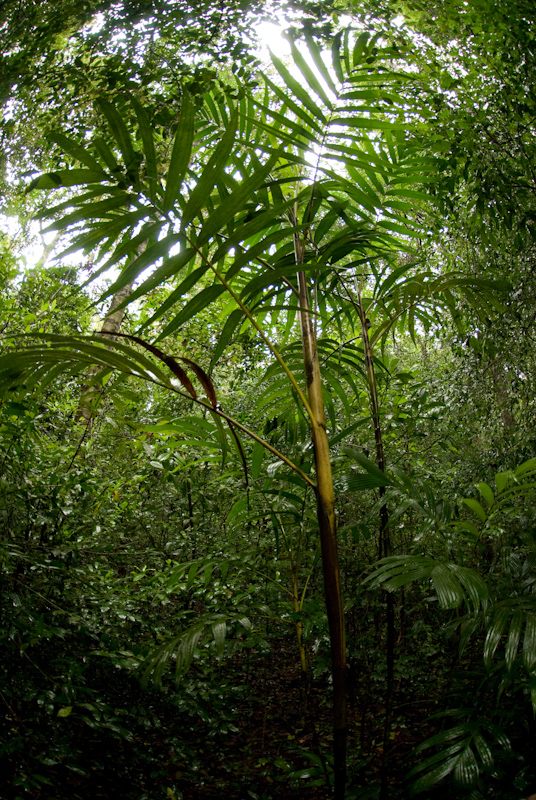 Pinanga dicksonii Palm
