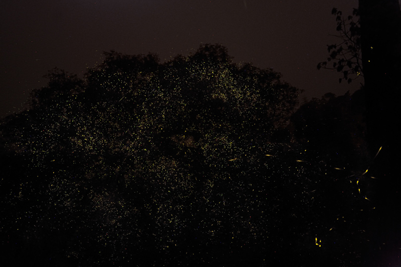 Fireflies
