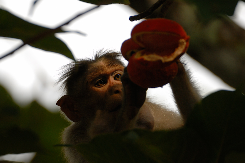 Macaque with Sterculia guttata fruit

