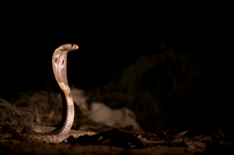 Common Cobra
