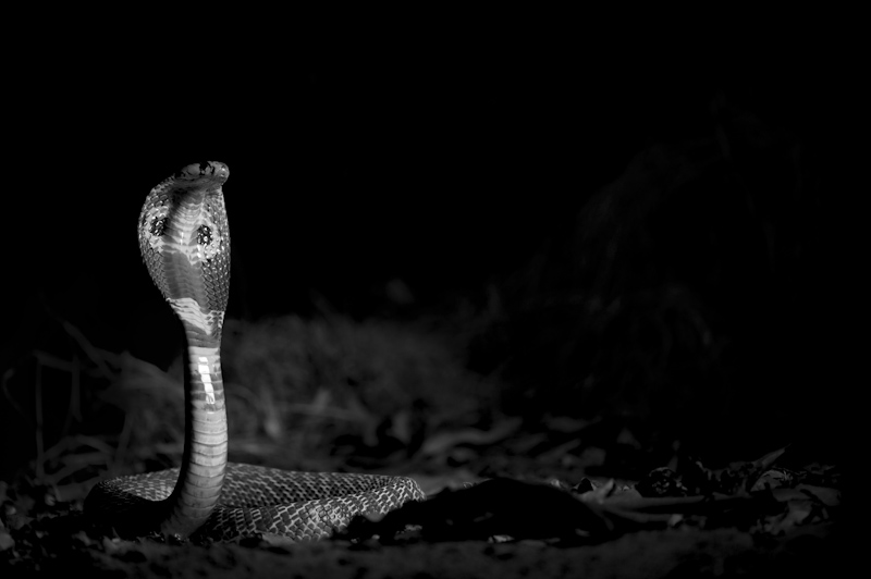 Common Cobra

