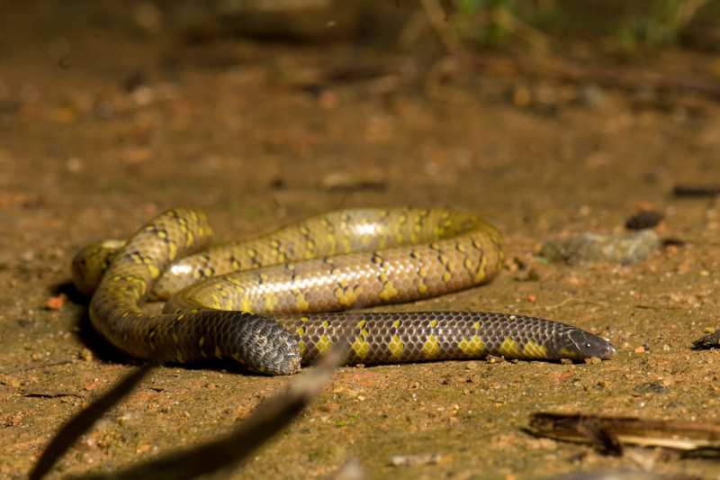 Shield-tail snake
