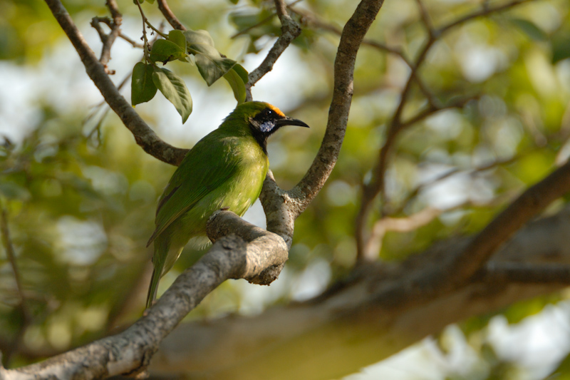 Golden-fronted Leafbird
