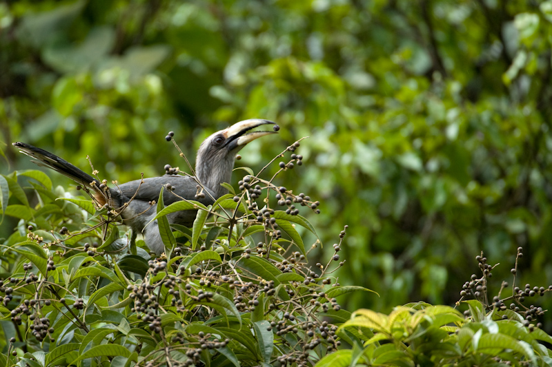 Hornbill feeding on Vitex altissima
