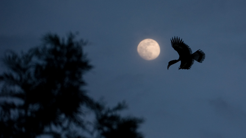 Great hornbill and moonrise
