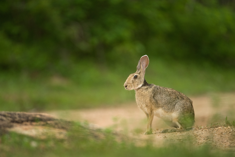 Black-naped hare
