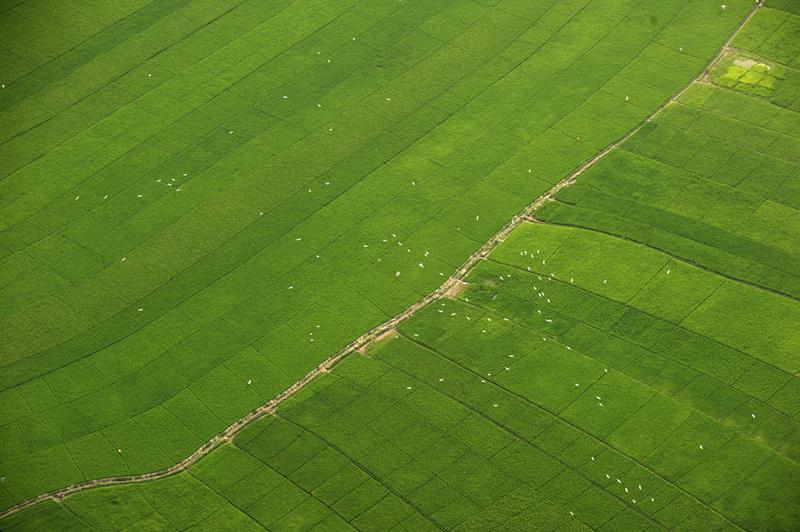 Paddy fields
