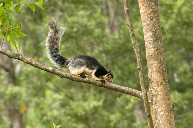Grizzled giant squirrel
