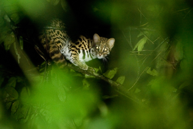 Leopard cat
