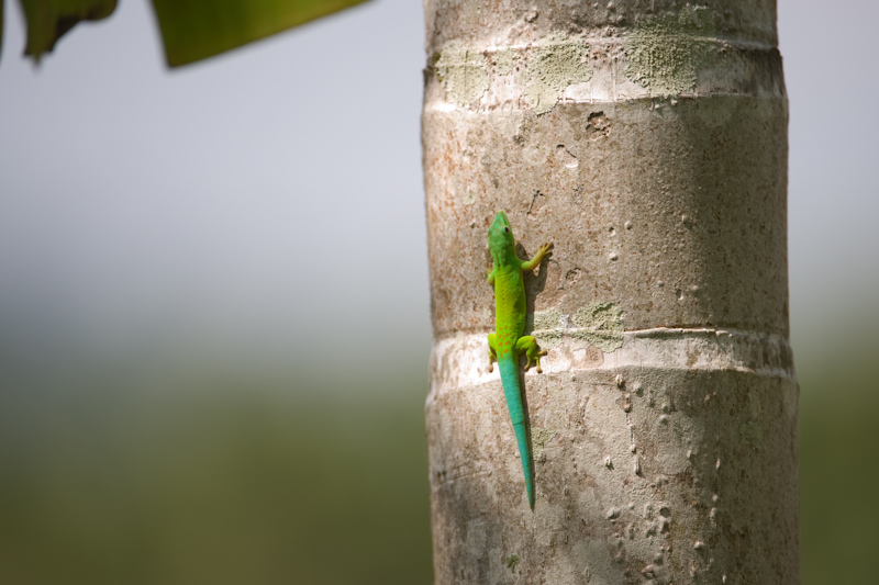 Andaman day-gecko
