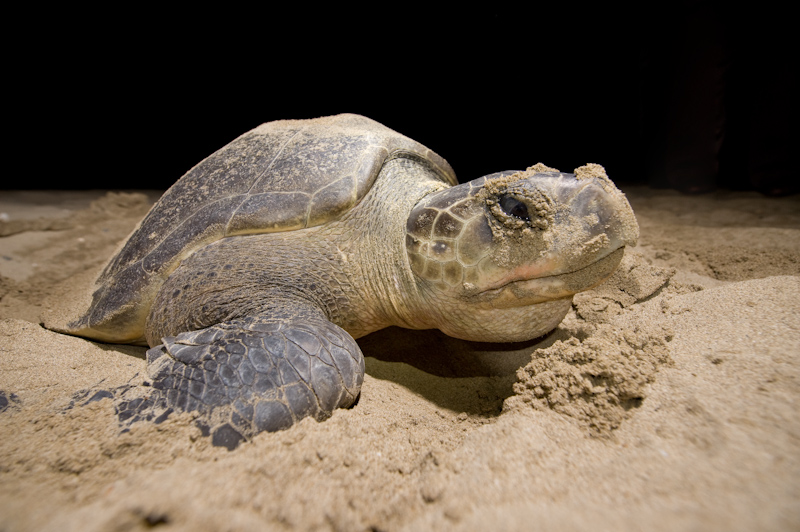 Olive Ridley turtle
