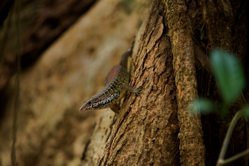 Unknown Skink from  Andamans
