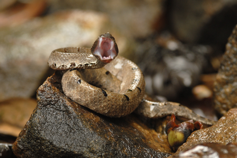 Hump-nosed pit viper
