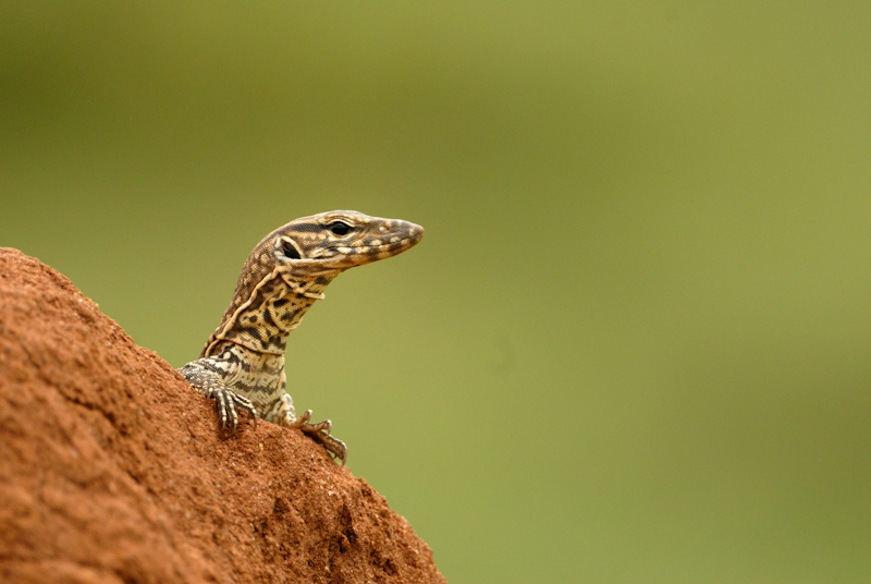 Monitor lizard
