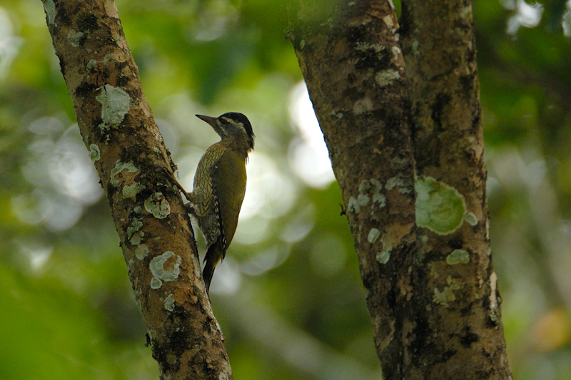 Streak-throated Woodpecker
