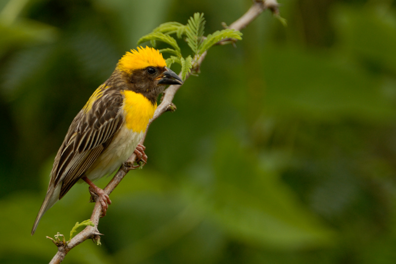Weaver bird - Male
