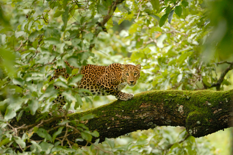 Leopard (Panthera pardus)
