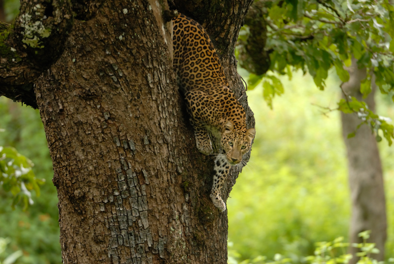 Leopard climbing down
