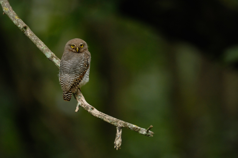 Jungle Owlet
