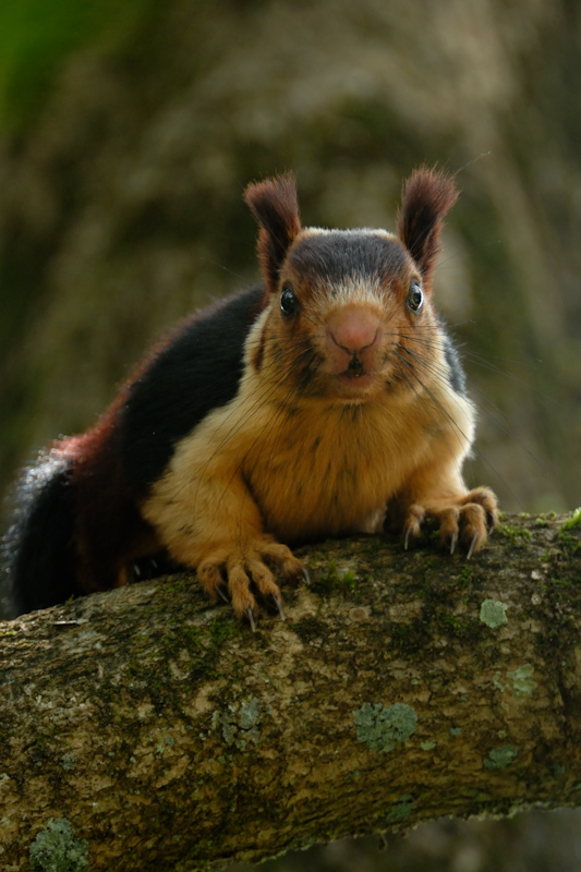Indian Giant Squirrel
