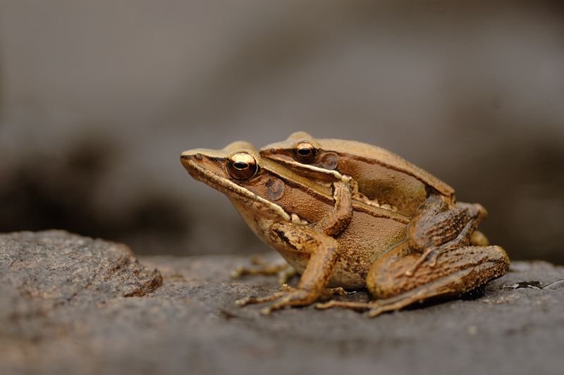 Bronzed Frog
