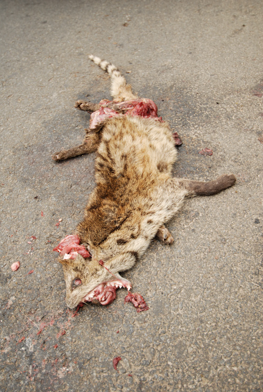 Small Indian Civet - Roadkill
