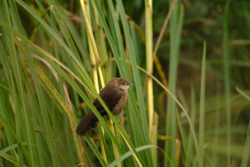 Broad-tailed Grassbird
