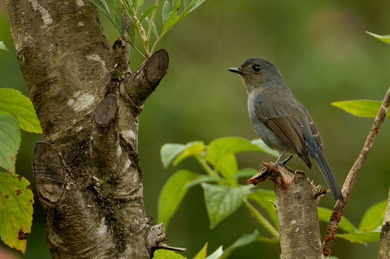 Nilgiri Flycatcher - Female
