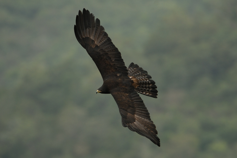 Black Eagle
