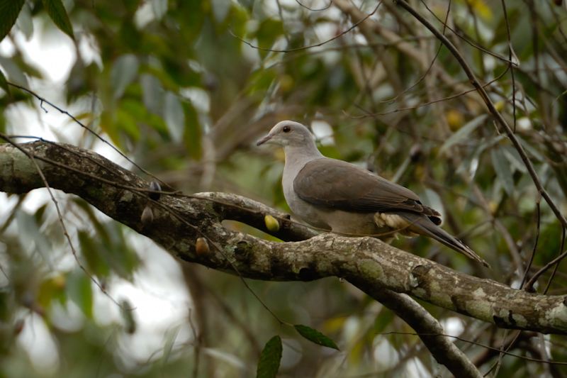 Mountain Imperial Pigeon
