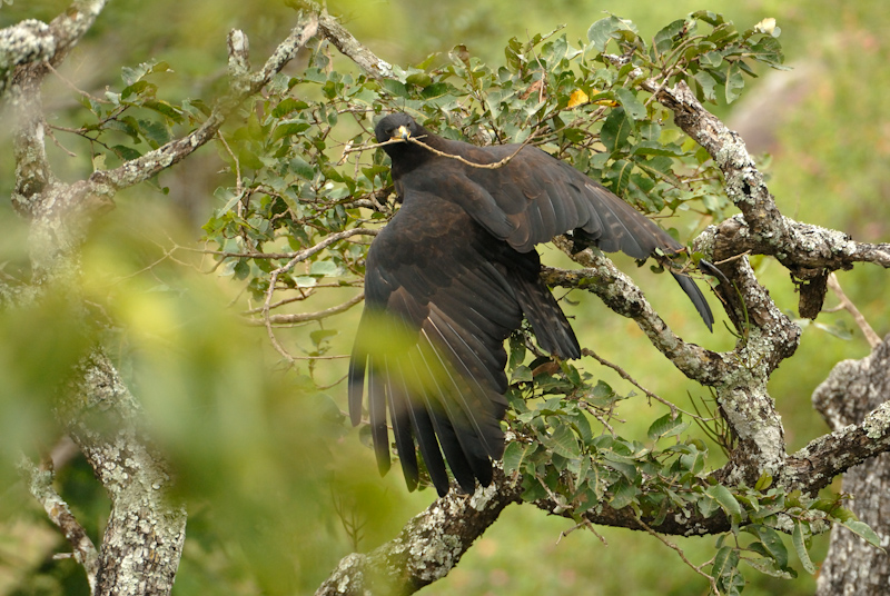 Black Eagle - nesting
