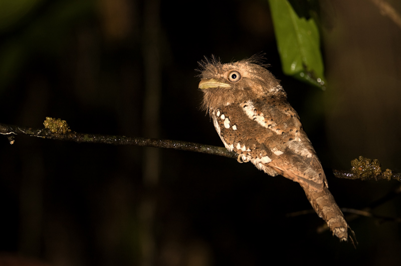 Frogmouth

