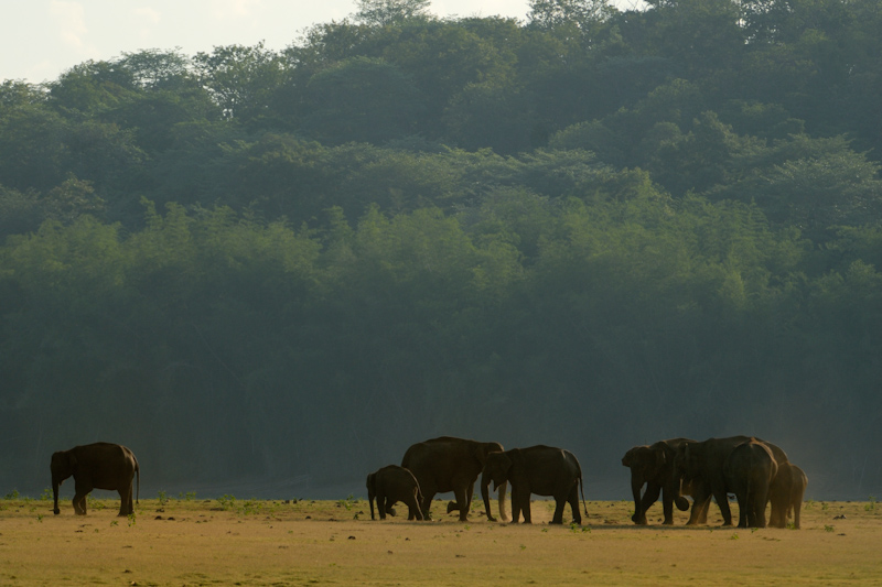 Elephant Herd
