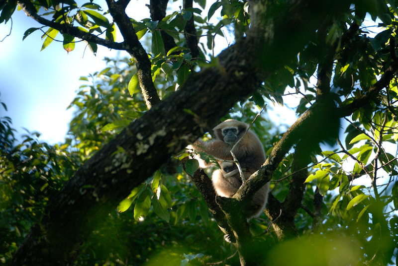 Hoolock Gibbon - Female
