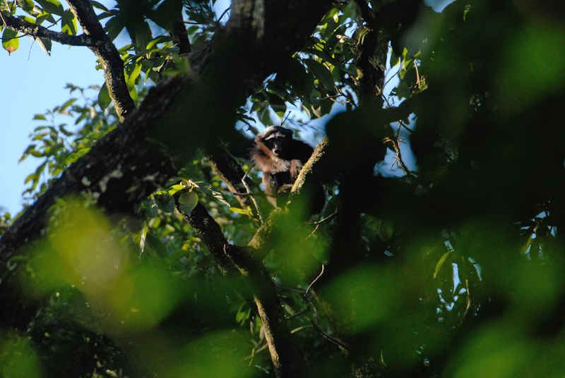 Hollock Gibbon - Juvenile
