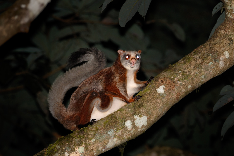 Red Flying Squirrel
