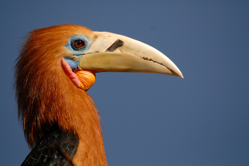 Rufous-necked Hornbill
