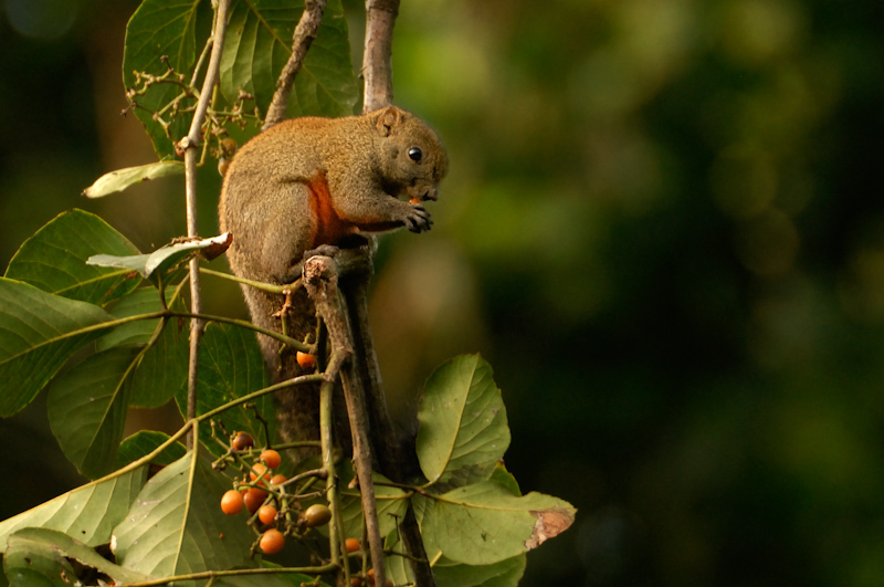 Orange-bellied Himalayan Squirrel
