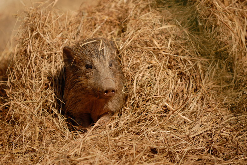 Pygmy hog - Nest
