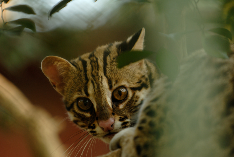 Leopard Cat
